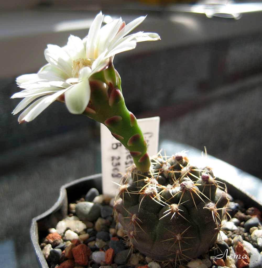 Gymnocalycium gaponii