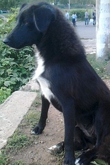 click for enlarge 988 X 1477 478.9 Kb picture