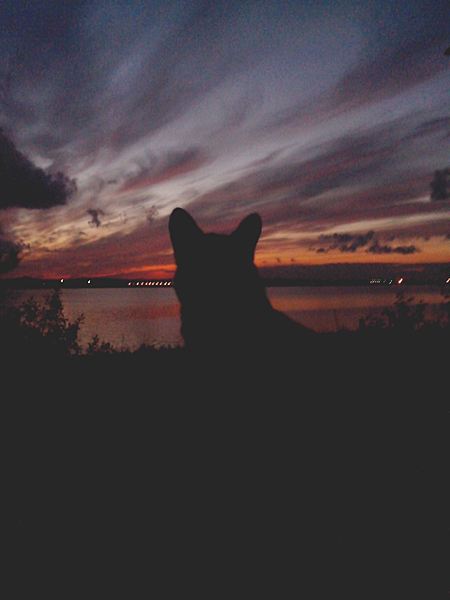click for enlarge 1920 X 2560 221.1 Kb picture