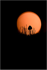 click for enlarge 803 X 1202 92.9 Kb picture