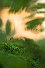 click for enlarge 801 X 1200 296.9 Kb picture