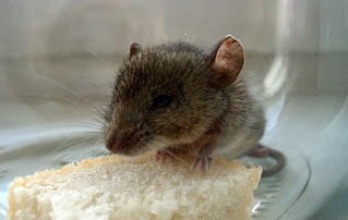 click for enlarge 1024 X 647 346.2 Kb picture