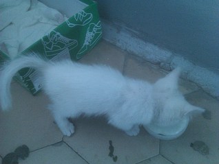 click for enlarge 1020 X 768 131.7 Kb picture