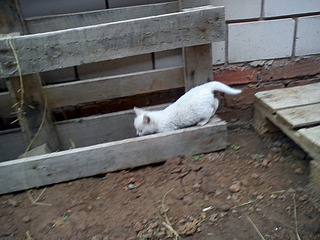 click for enlarge 1920 X 1440 557.6 Kb picture