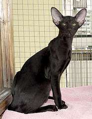 click for enlarge 309 X 400 20.3 Kb picture