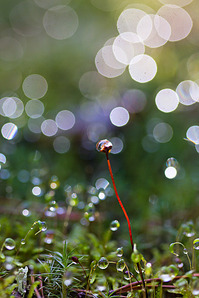 click for enlarge 641 X 962 472.3 Kb picture