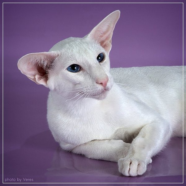 click for enlarge 720 X 720 67.7 Kb picture