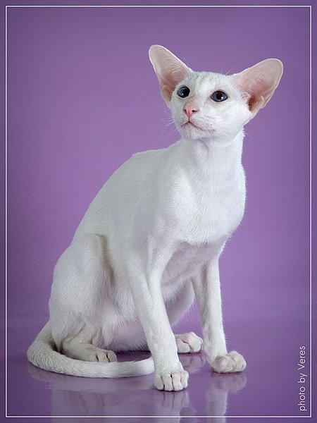 click for enlarge 540 X 720 43.6 Kb picture