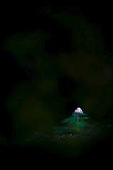 click for enlarge 664 X 1000 26.1 Kb picture
