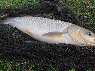 click for enlarge 1920 X 1440 728.9 Kb picture