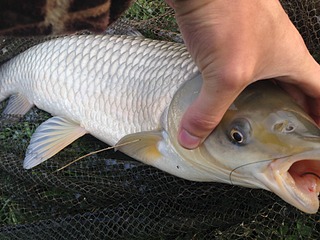 click for enlarge 1920 X 1440 593.9 Kb picture