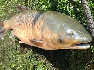 click for enlarge 1920 X 1440 822.8 Kb picture