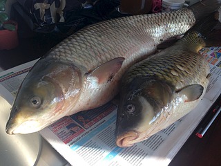 click for enlarge 1920 X 1440 613.0 Kb picture