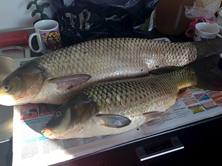 click for enlarge 1920 X 1440 600.5 Kb picture