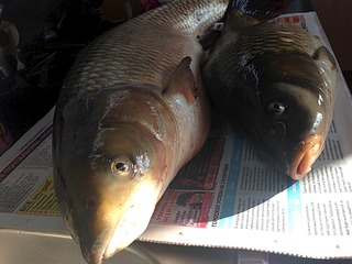 click for enlarge 1920 X 1440 522.8 Kb picture