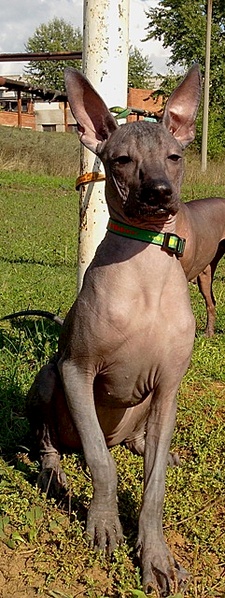 click for enlarge 241 X 640 98.2 Kb picture