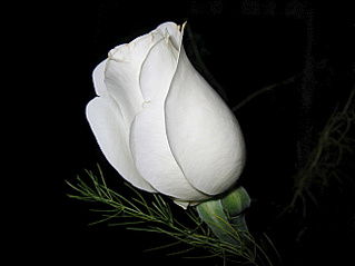 click for enlarge 650 X 488  72.7 Kb picture