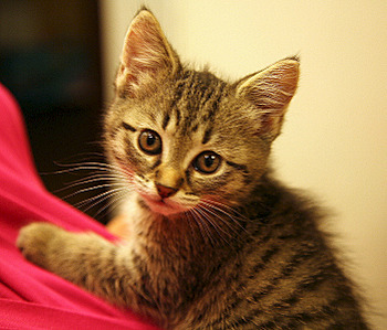 click for enlarge 701 X 600 221.6 Kb picture