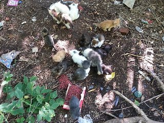 click for enlarge 604 X 453 114.0 Kb picture