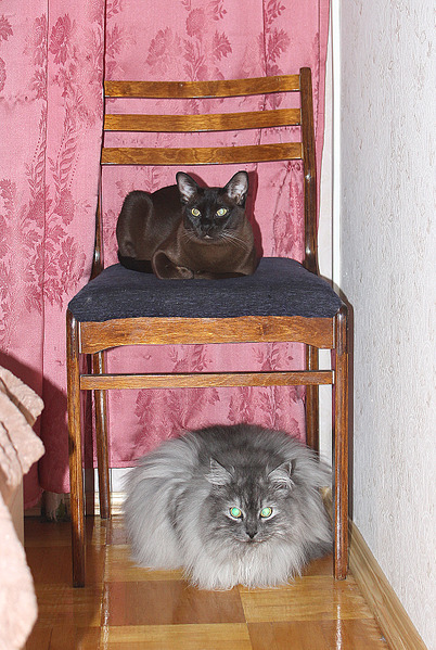 click for enlarge 1205 X 1795 425.6 Kb picture