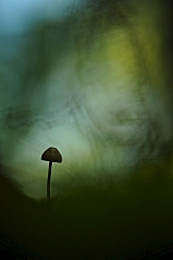 click for enlarge 664 X 1000 275.6 Kb picture