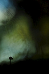 click for enlarge 664 X 1000 250.8 Kb picture