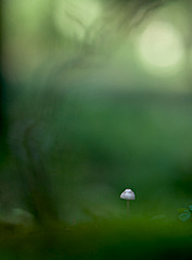click for enlarge 740 X 1000 109.8 Kb picture