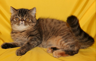 click for enlarge 1263 X 800 244.2 Kb picture