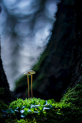 click for enlarge 801 X 1200 324.2 Kb picture