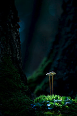 click for enlarge 801 X 1200 267.8 Kb picture