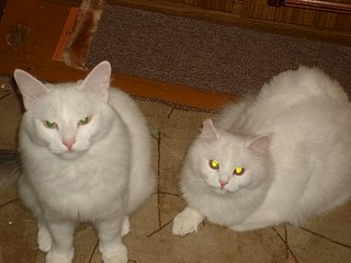click for enlarge 604 X 453  45.9 Kb picture