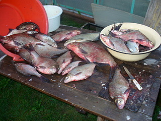 click for enlarge 1920 X 1440 932.3 Kb picture