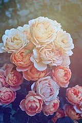 click for enlarge 200 X 299 17.5 Kb picture