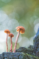 click for enlarge 467 X 700 386.9 Kb picture