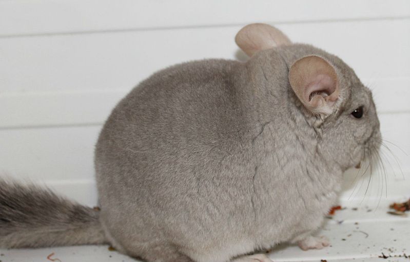 click for enlarge 1658 X 1060 131.1 Kb picture