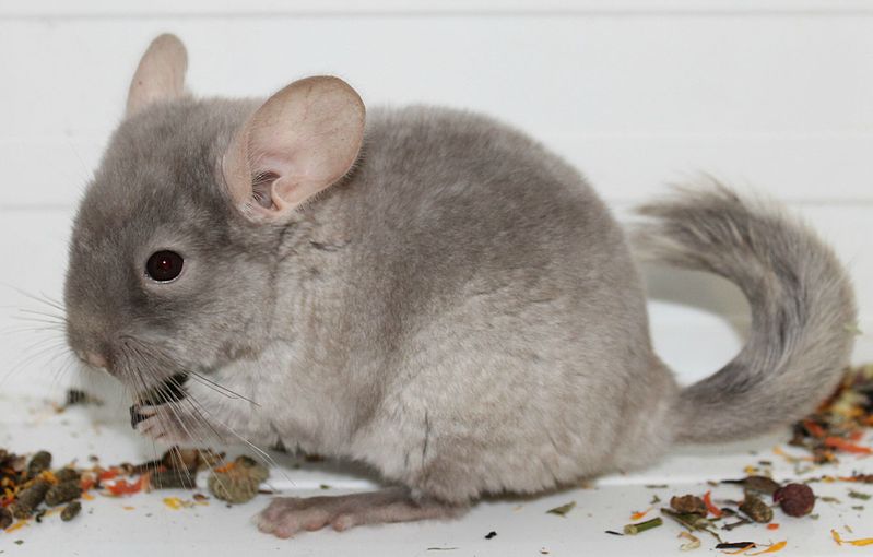 click for enlarge 1861 X 1187 168.7 Kb picture