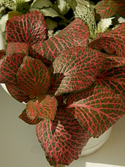 click for enlarge 1920 X 2560 427.9 Kb picture