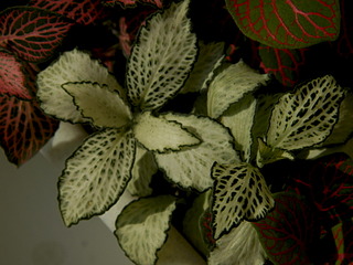 click for enlarge 1920 X 1440 488.6 Kb picture