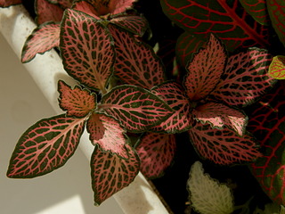 click for enlarge 1920 X 1440 571.1 Kb picture