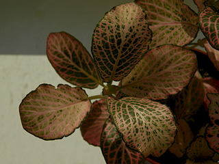 click for enlarge 1920 X 1440 500.9 Kb picture