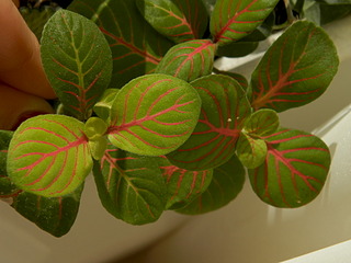 click for enlarge 1920 X 1440 532.4 Kb picture