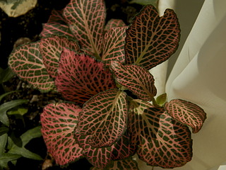 click for enlarge 1920 X 1440 564.8 Kb picture