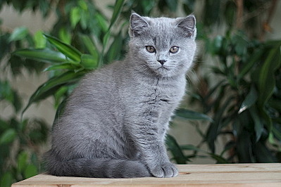 click for enlarge 800 X 533 154.4 Kb picture