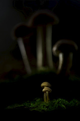 click for enlarge 534 X 800 64.6 Kb picture