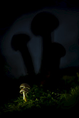 click for enlarge 800 X 1199 114.6 Kb picture