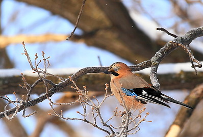 click for enlarge 1300 X 877 290.1 Kb picture