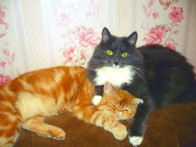 click for enlarge 604 X 453 61.5 Kb picture