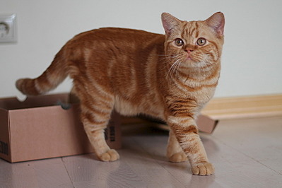 click for enlarge 800 X 533 109.6 Kb picture