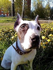 click for enlarge 453 X 604 110.8 Kb picture