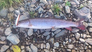 click for enlarge 1920 X 1080 605.0 Kb picture